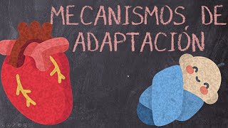 Circulación Fetal: Mecanismos de Adaptación ¡Fácil Explicación! | Mentes Médicas