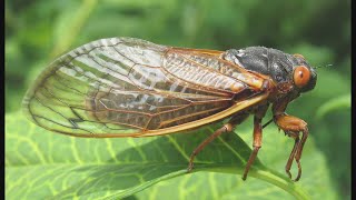 Cicadas will soon emerge and can damage young and unhealthy trees. Here's how to protect them.
