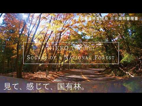 見て、感じて、国有林。（日光森林管理署）