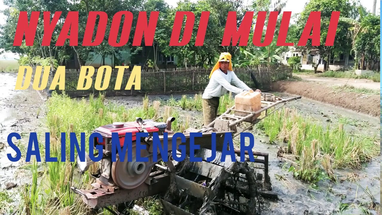 NYADON / Musim tanam ngetiga di dukuh Pekalongan Ciasem subang