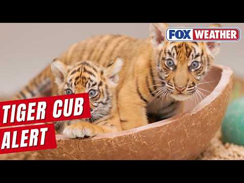 Two Endangered Tiger Cubs Born at Fort Worth Zoo