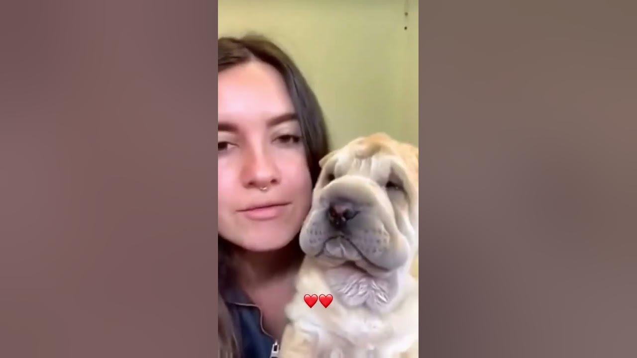 You are everything to your dog funniest dogs cats best funny