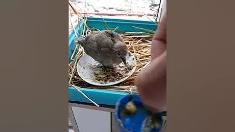 Comment déplacer un nid de tourterelle ?