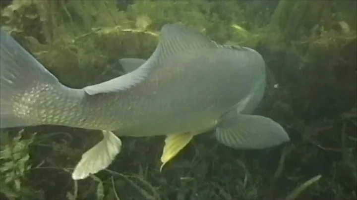 Snorkel Michigan: Vol 1 - Ep 6, The Drum Fish