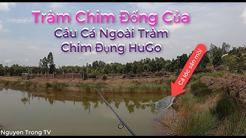 Câu Cá Lóc Ngoài Tràm Chim #1 | Cận Cảnh Cá Táp Mồi | Tét Mồi Thợ Săn Cá Lóc Tặng