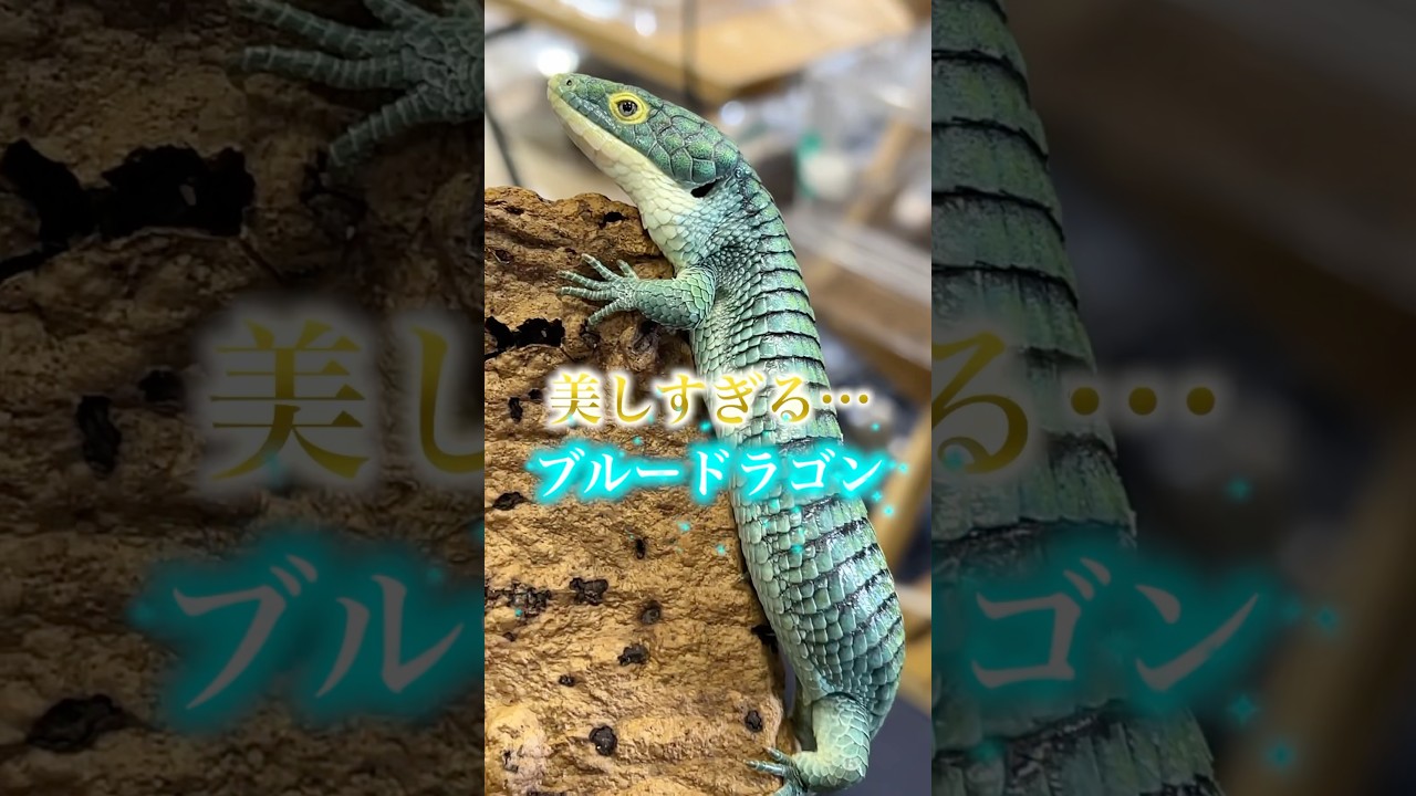 A beautiful blue dragon! - YouTube