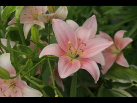 The Lilies of the Field, Barbara Ann Fackler, harp...