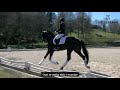 Lord Europe by Lord Leatherdale/Boston, stallion, born 2016