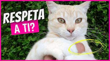 ¿Cómo saber si tu gato te respeta?