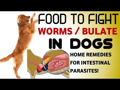 Video: Paano Gumawa ng isang Dog House (na may Mga Larawan)