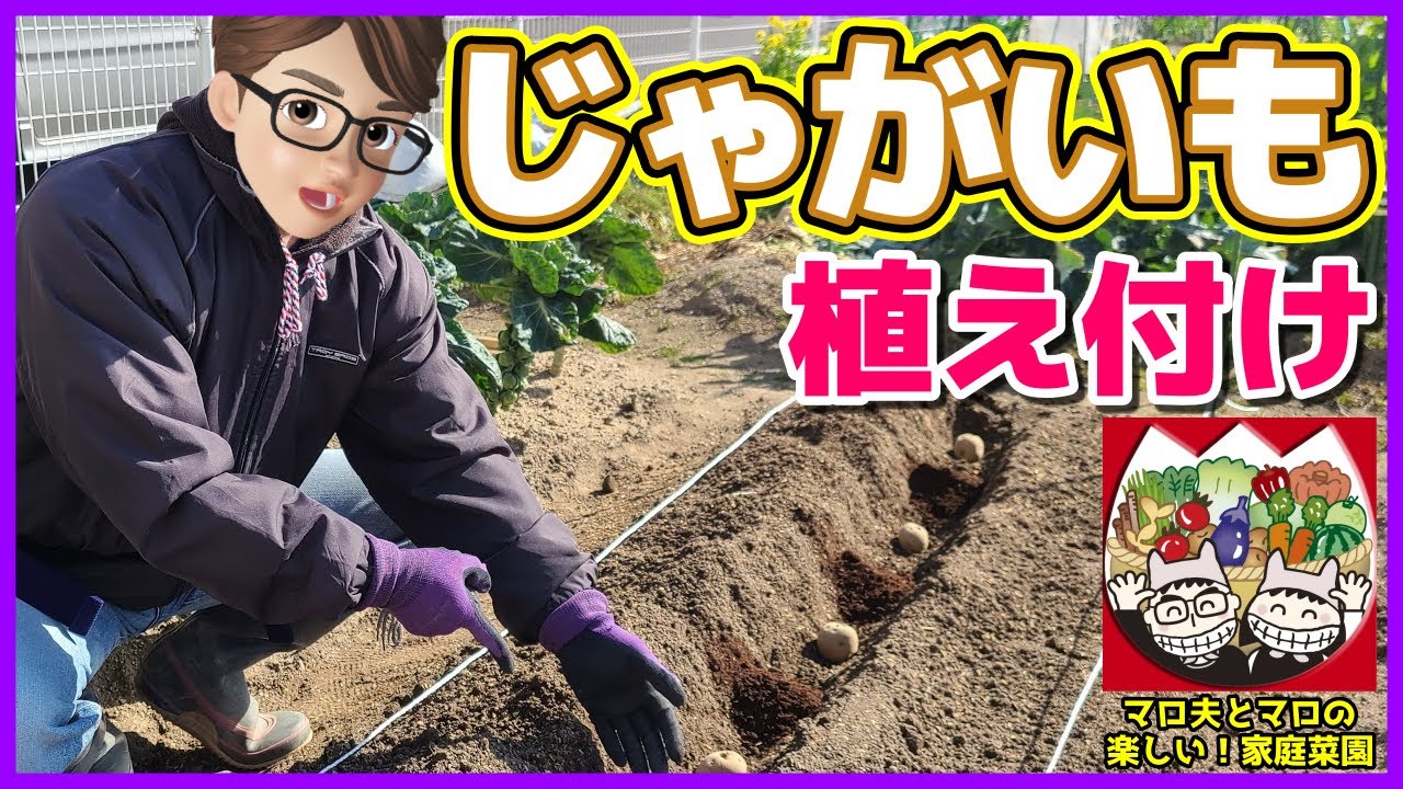 【じゃがいも】メークインとキタアカリ植え付け／溝施肥　ジャガイモ栽培／じゃがいも栽培／じゃがいも植え付け　マロ夫とマロの楽しい家庭菜園／貸し農園　家庭菜園