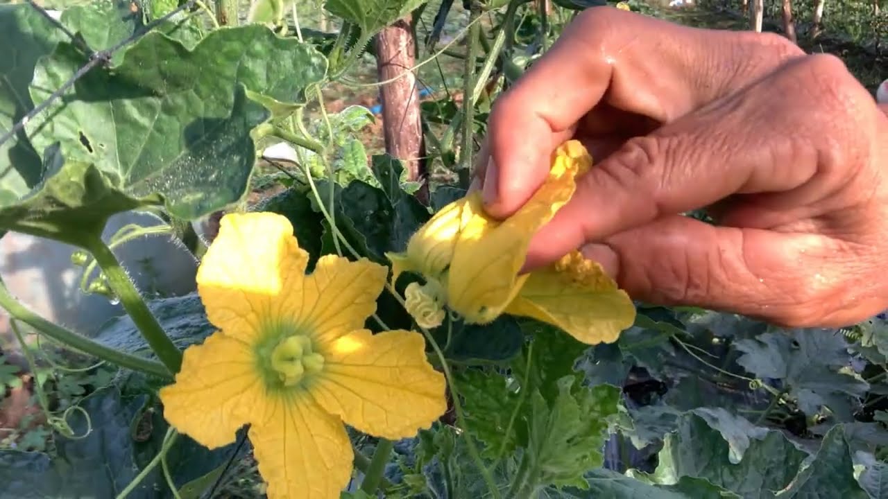 Nấy nhị hoa cho bí  như thế Lào để đạt hiệu quả tốt nhất