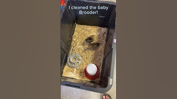 I cleaned the baby brooder! #chickens #homestead #chick #babychicks #animals #cleaning #shorts