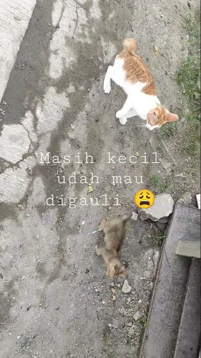 Masih kecil pengen kawin #kucing #kucingkampung #shortsvideo