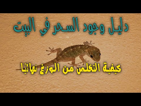 فيديو: هل أبو بريص منزل البحر الأبيض المتوسط سام؟