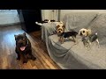 Elderly Yorkie Hates Giant Corso Pup But Tiny Yorkie Pup Loves Him | Craig | Molly | Macy