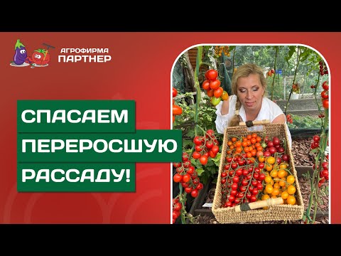 БОЛЬШОЙ РАЗМЕР  НЕ ПРОБЛЕМА, ИЛИ КАК ПРАВИЛЬНО ВЫСАДИТЬ ПЕРЕРОСШУЮ РАССАДУ