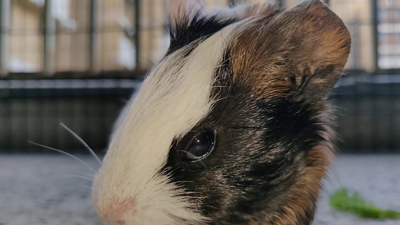 My Pet Guinea pig enjoying coriander. YouTube