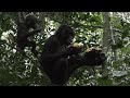 Mother and Infant Feeding Behaviors in Wild Bonobos