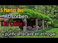 Plantas purificadoras de Ambiente