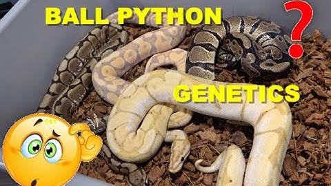 Ball Python genetics Simple Explanation Dominant and Co-Dominant