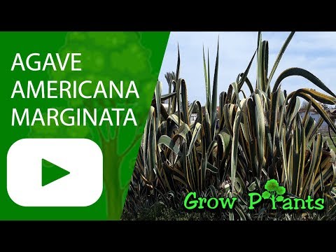 Agave americana marginata