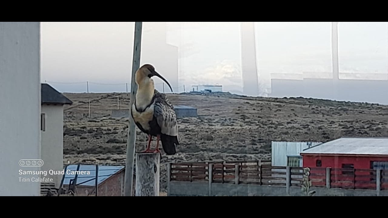 ARGENTINA 4 CÁMARAS EN VIVO DESDE EL CALAFATE  CÁMARAS ONLINE LIVE CAM