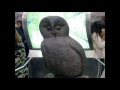 いけふくろう-歌