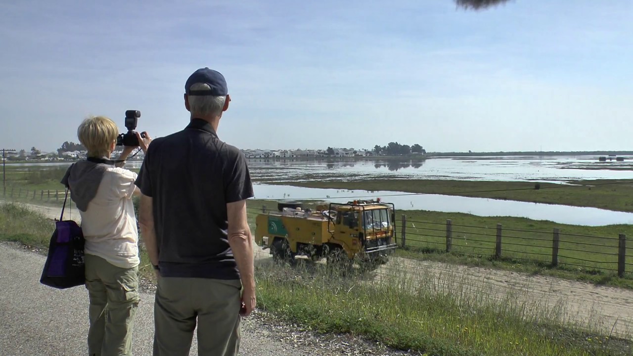 Birding Donana NP Spain