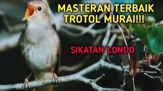 NIGHTINGALE | SIKATAN LONDO GACOR | MASTERAN MEWAH MURAI BATU TROTOL