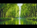 Relaxing Music Healing Stress,Anxiety and Depressive States,Heal Mind,Body and Soul Calming Music#12