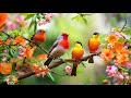 Unwind Your Workday Soothing Birdsong Piano Melodiesрџ ЉпёЏрџ ЉпёЏрџ ЉпёЏрџЋ Unwind Your Workday Soothing Birdsong Piano Melodiesрџ ЉпёЏрџ ЉпёЏрџ ЉпёЏрџЋ
