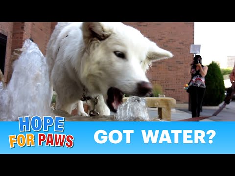 Video: Pet Scoop: Pes našiel Clinging do rímsy, Meredith Vieira berie koláče 4 Paws Challenge