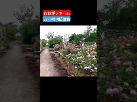 おでかけ:おおがファーム OGA FARM④(大分県速見郡日出町)~小林消防設備 福岡県豊前市 全類消防設備士 第二種電気工事士 経営学修士~