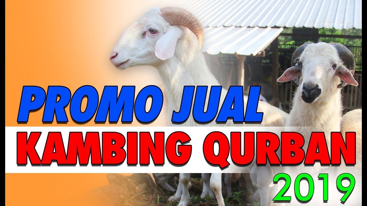 PROMO JUAL QURBAN DOMBA KAMBING 2019 - YouTube