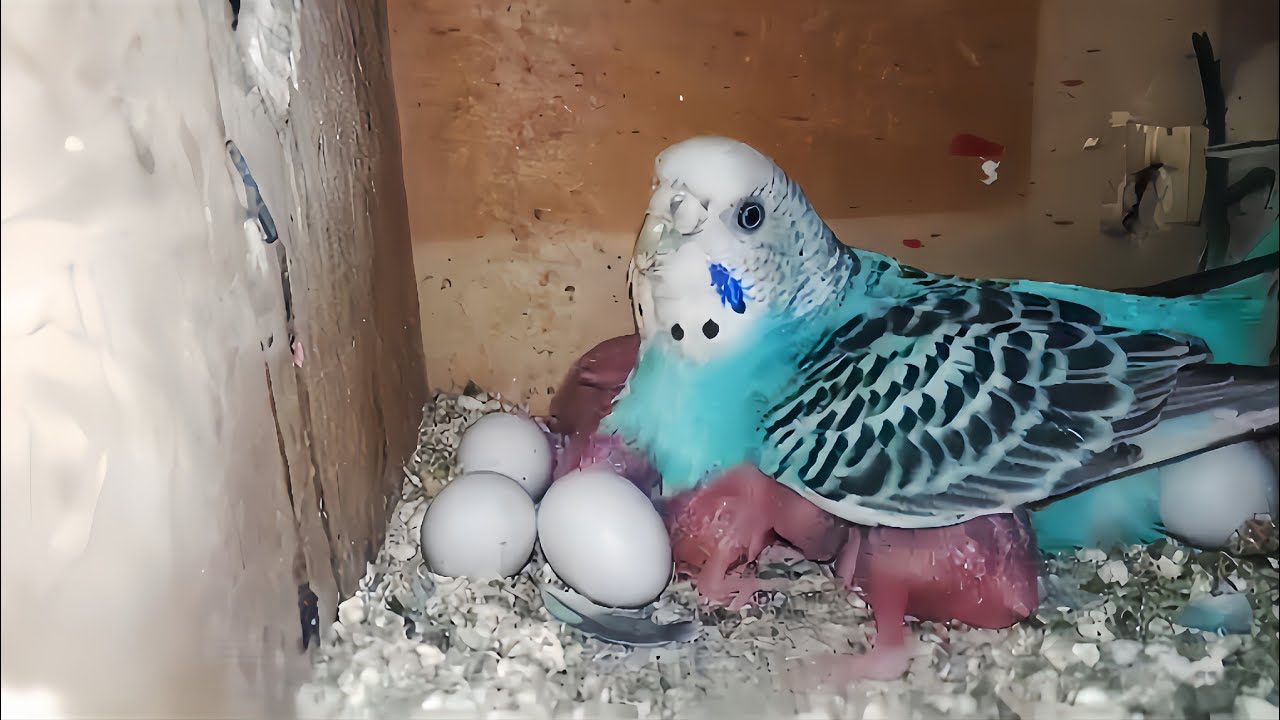 Budgie laying 9 eggs || 4 budgie baby's baqi Reh gaey