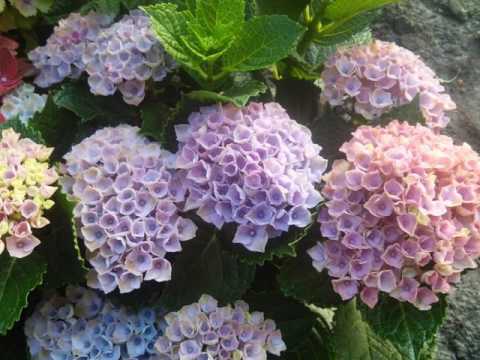 Video: Hydrangea Iliyopigwa