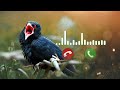 Ringtone Koyal Ki Aawaj Tone Mp3 Ringtone Koyal Ki Aawaj Tone Mp3