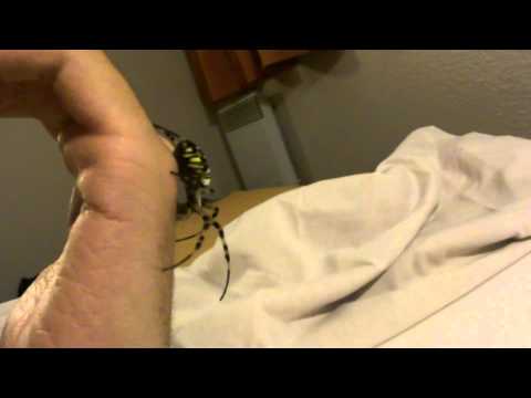 Handling Argiope Bruennichi