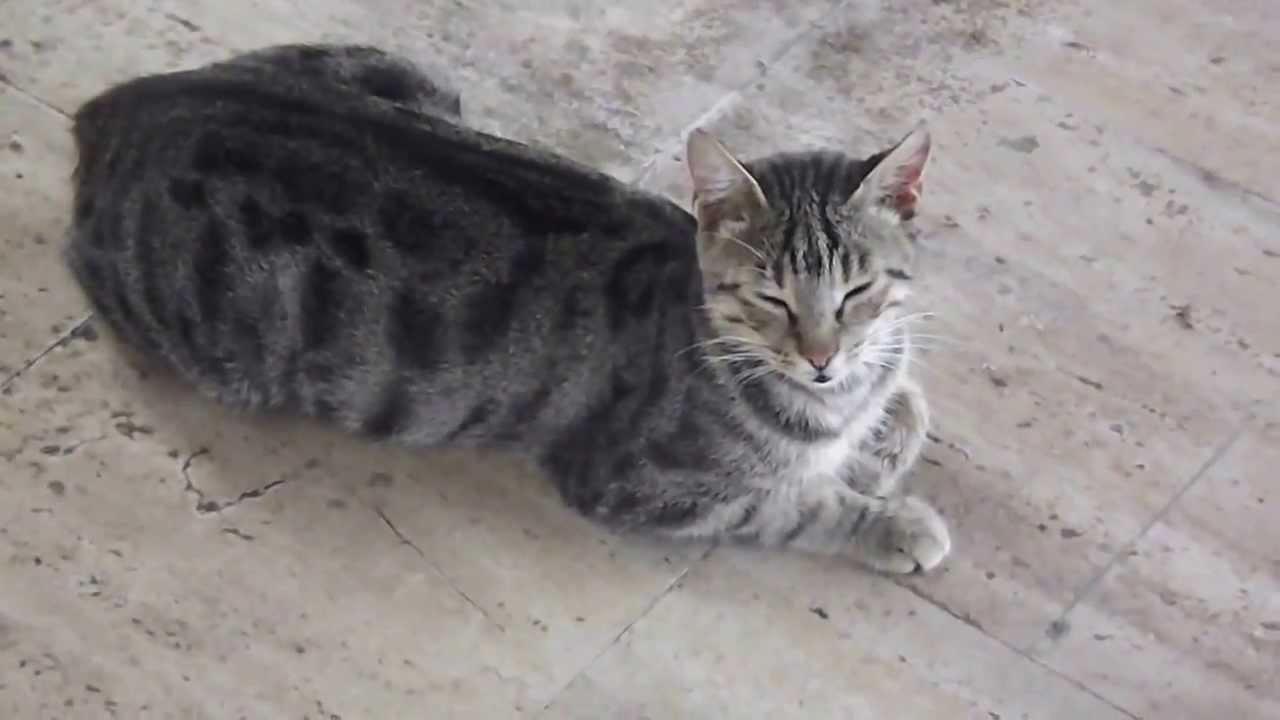 Коты и кошки в Турции Cats in Turkey YouTube