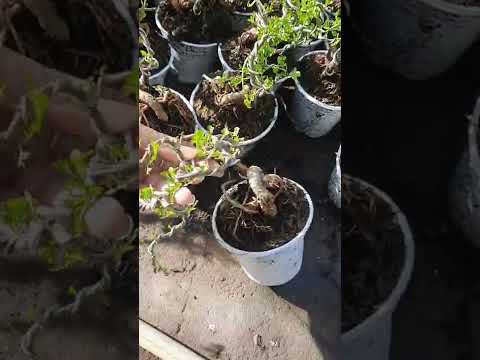 Video Giao lưu một số cây bonsai mini giá rẻ tại vườn (... - youtube