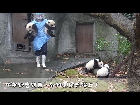 《熊貓早晚安》上班上學的事，你是逃不掉的 | iPanda熊貓頻道