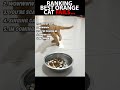 Ranking best orange cat fails of 2025 😂