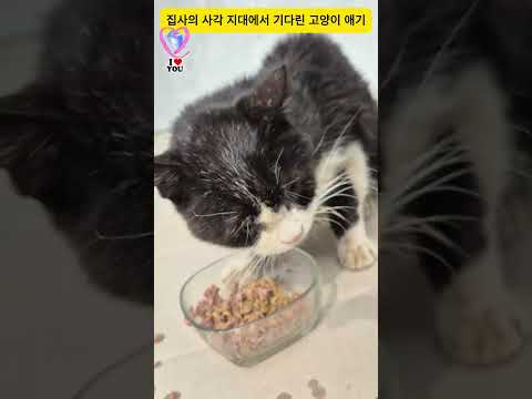 집사의 사각 지대에서 기다린 고양이 애기#고양이#레트로감성 #catvideo #streetcats #dailycats