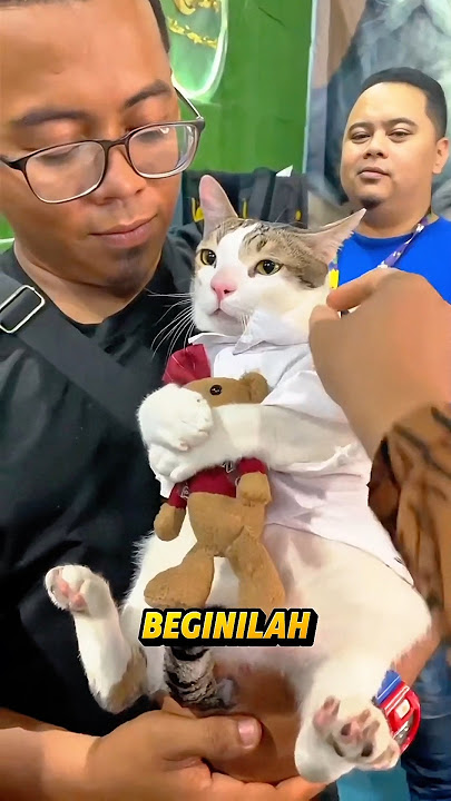 Kucing Ini Ngambek Parah Gara-Gara Bonekanya Diambil! #shorts #kucingviral #boneka #videoviral