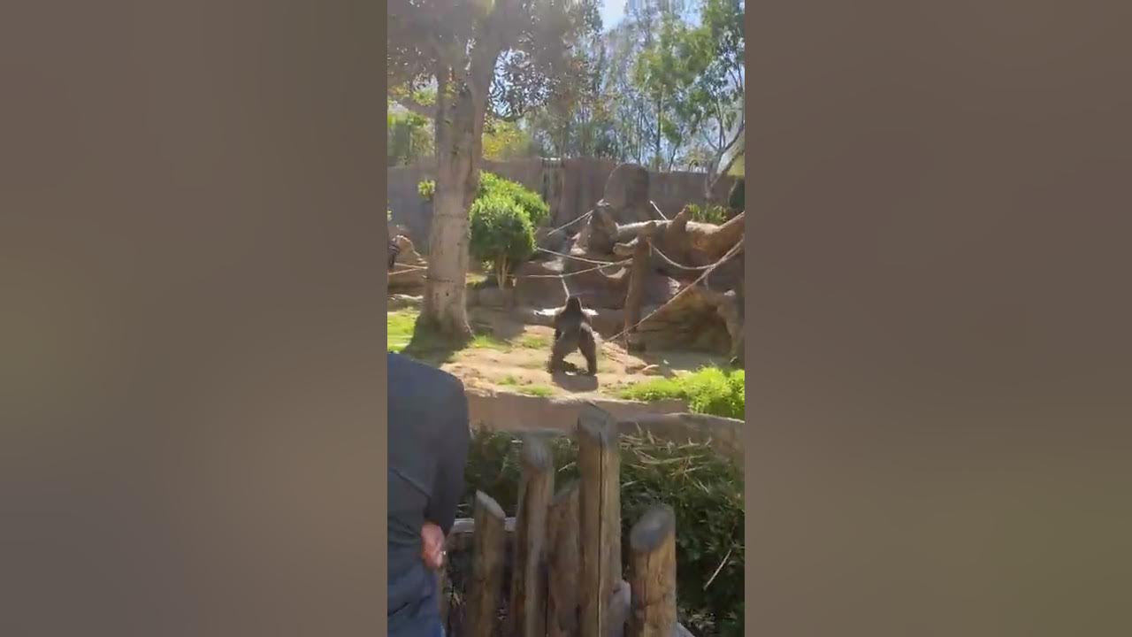 Gorilla Chases Stray Dog That Entered Enclosure at San Diego Zoo YouTube