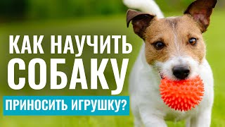 ИГРАЕМ с собакой БЕЗ СТРЕССА! Как научить собаку приносить игрушку?