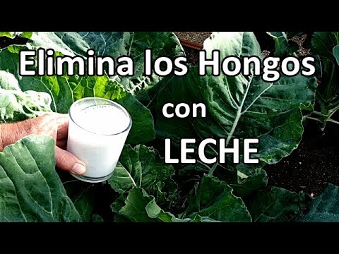 "LECHE" para Preparar Fungicida Casero y Eliminar Hongos en las Plantas