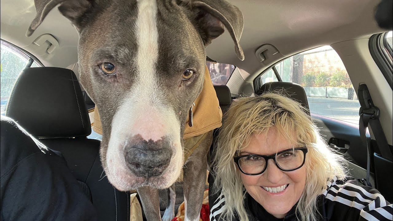 LIVE Driving NYC to Fort Lauderdale Florida Road Trip w/ our Dog in