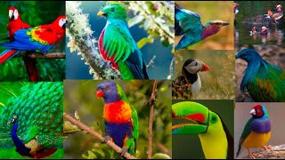 Colorful Birds and their Characteristics